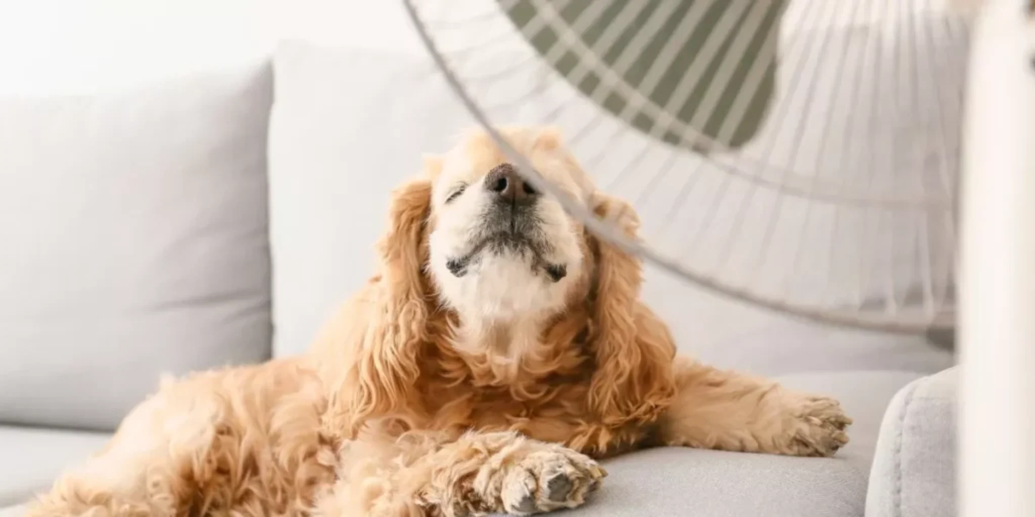 What Are the Best Cooling Products for Pets in Hot Outdoor Conditions?