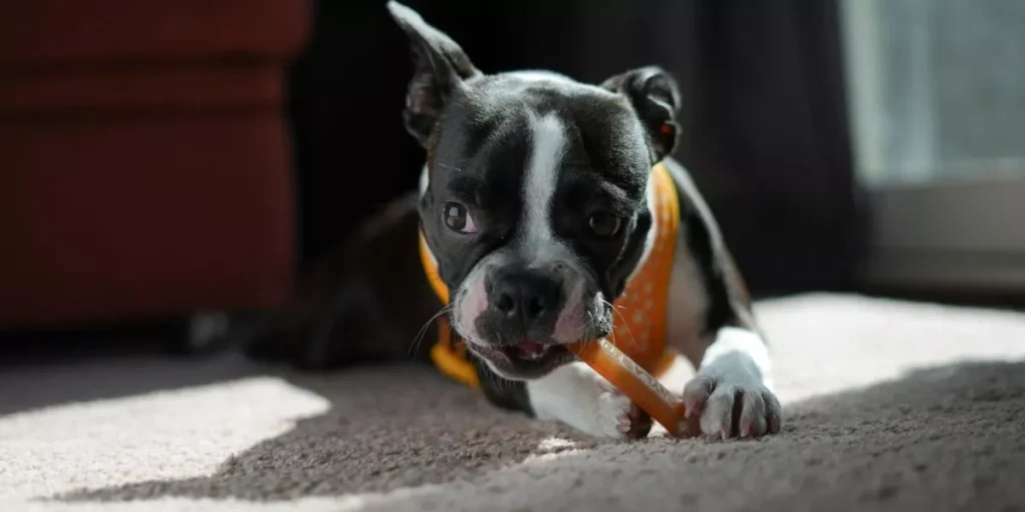 How Can You Find Durable Chew Toys for Heavy Chewers? How Can You Find Durable Chew Toys for Heavy Chewers?