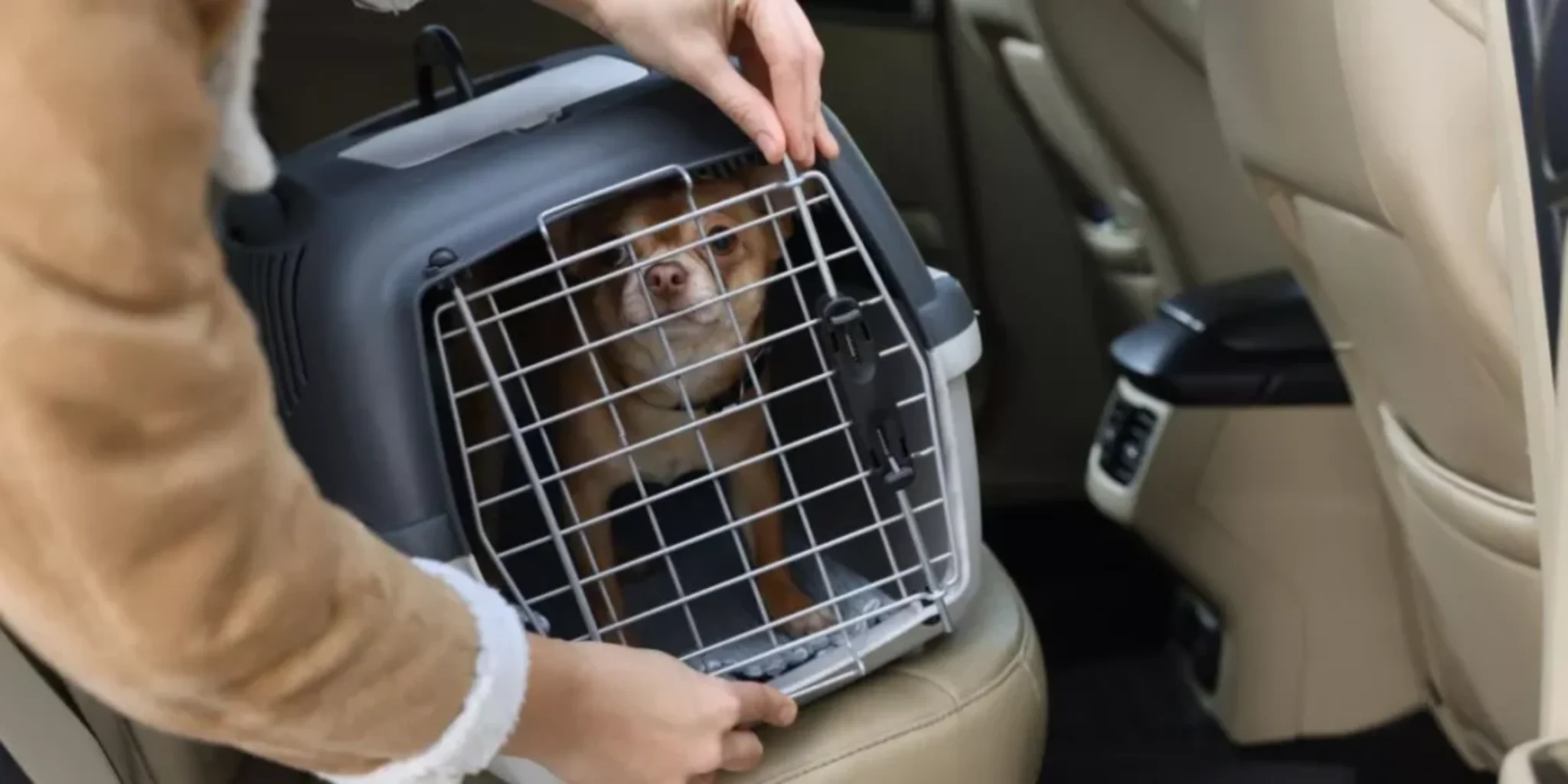 Essential Smart Pet Gadgets for Pet Owners With Busy Lifestyles