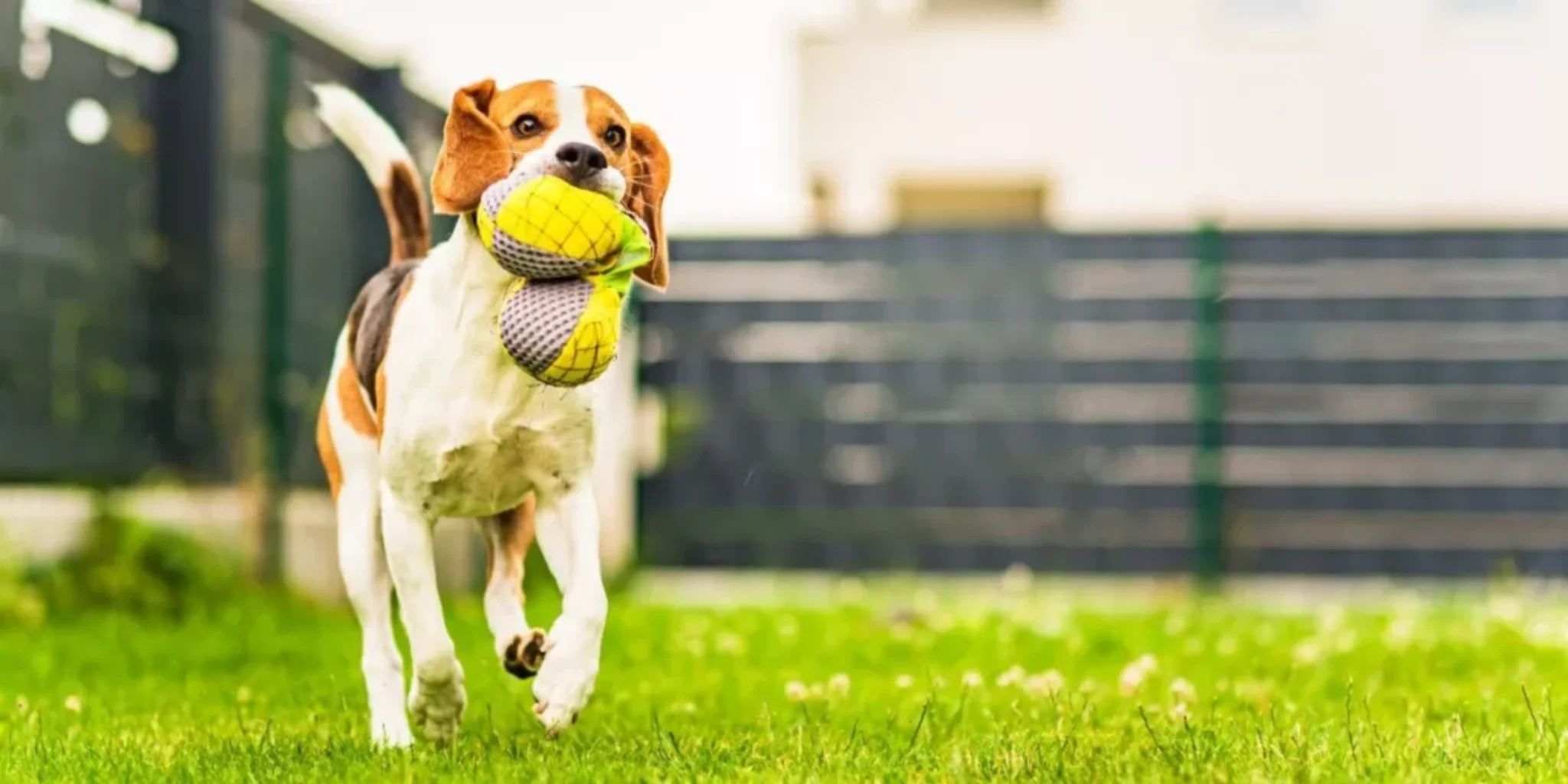 Best Outdoor Pet Toys to Keep Your Dog Engaged and Active