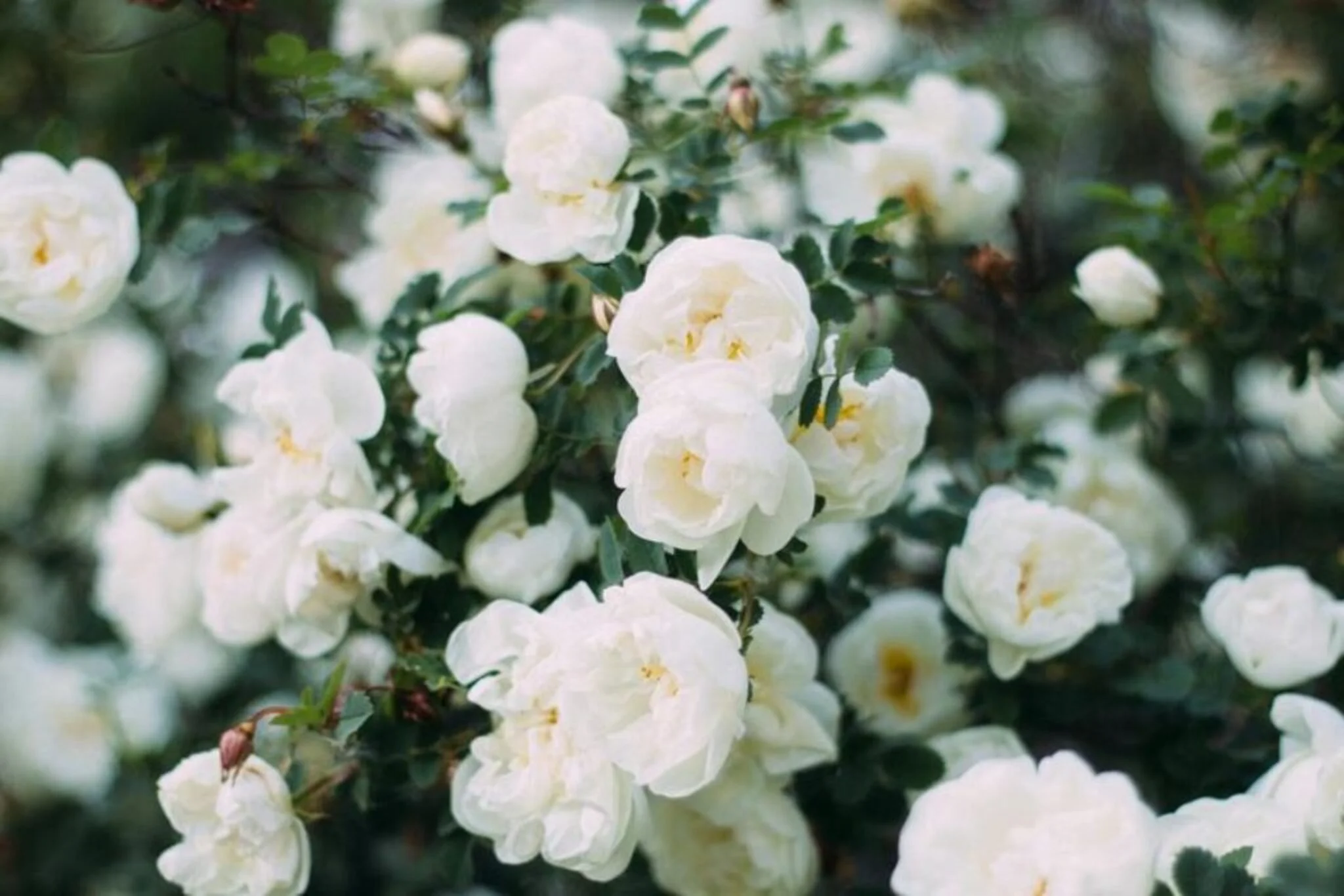 Choosing Perennials for Year-Round Gardening Choosing Perennials for Year-Round Gardening