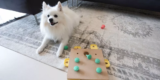A Game-Changer for Aging Dogs