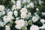 Choosing Perennials for Year-Round Gardening